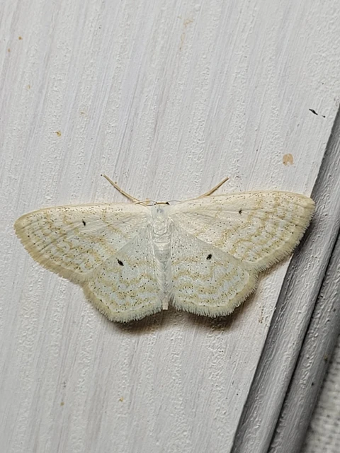 Scopula immutata - réti fehéraraszoló