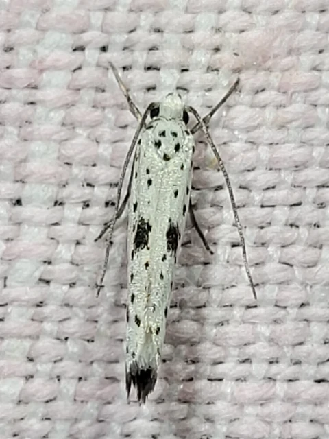 Yponomeuta plumbella - pókhálós bengemoly