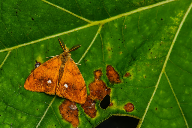 Orgyia antiqua - rozsdabarna kisszövő