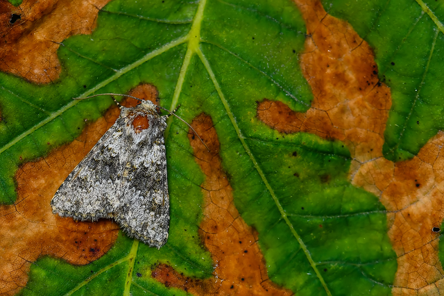 Hecatera dysodea - parajbagoly