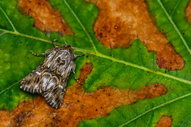 Calophasia lunula - gyújtoványfű-apróbagoly
