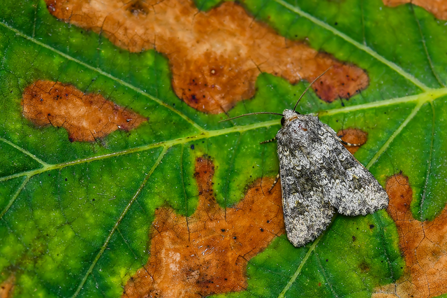 Hecatera dysodea - parajbagoly