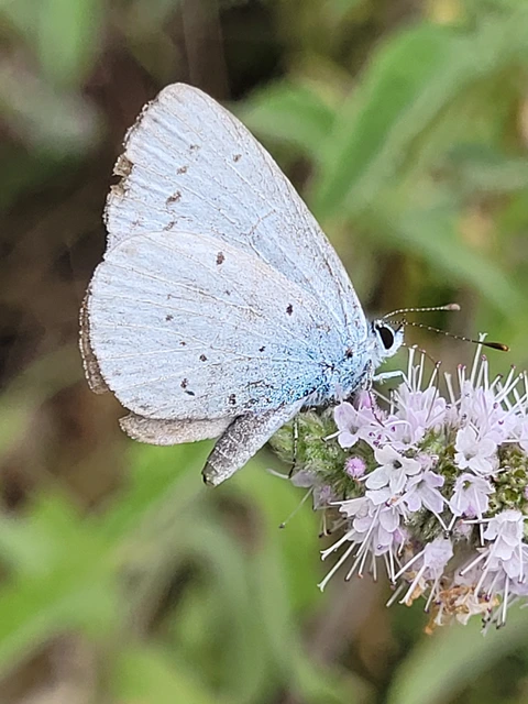 Celastrina argiolus - bengeboglárka