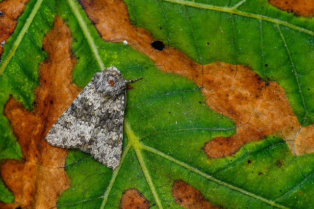 Hecatera dysodea - parajbagoly