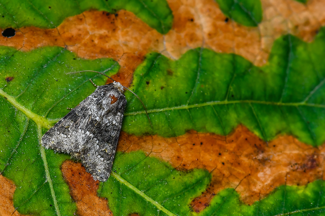 Hecatera dysodea - parajbagoly