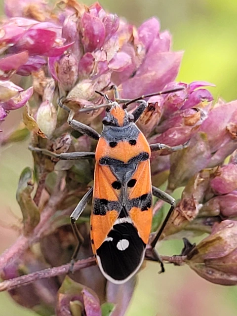 Lygaeus equestris/simulans
