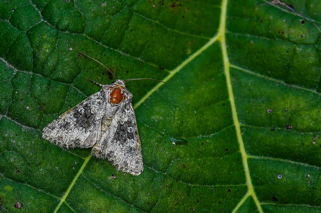Hecatera dysodea - parajbagoly