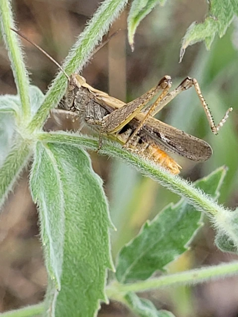 Chorthippus brunneus - közönséges tarlósáska
