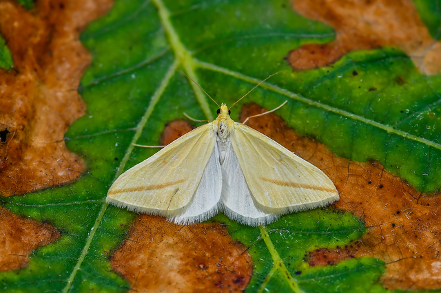 Rhodometra sacraria - rózsacsíkos araszoló