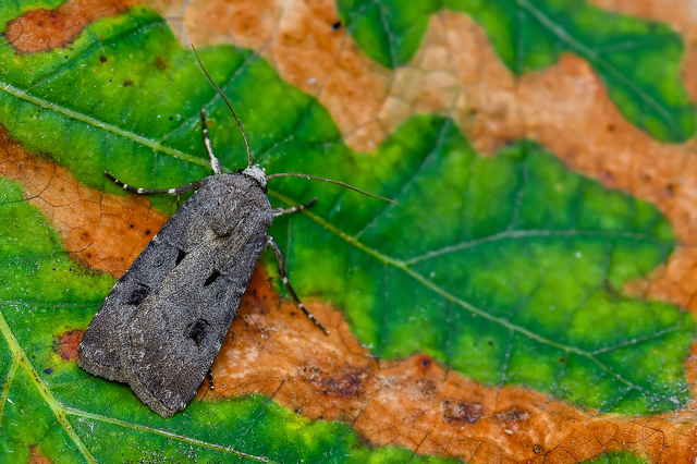 Agrotis exclamationis - felkiáltójeles földibagoly