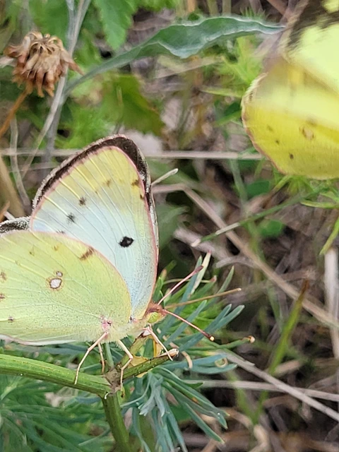 Colias alfacariensis - déli kéneslepke
