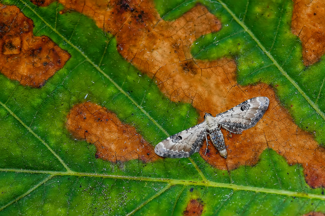 Eupithecia centaureata - búzavirág-törpearaszoló