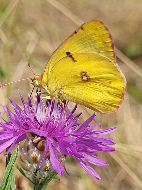 Colias alfacariensis - déli kéneslepke