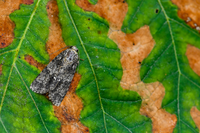 Acronicta rumicis - sóska-szigonyosbagoly