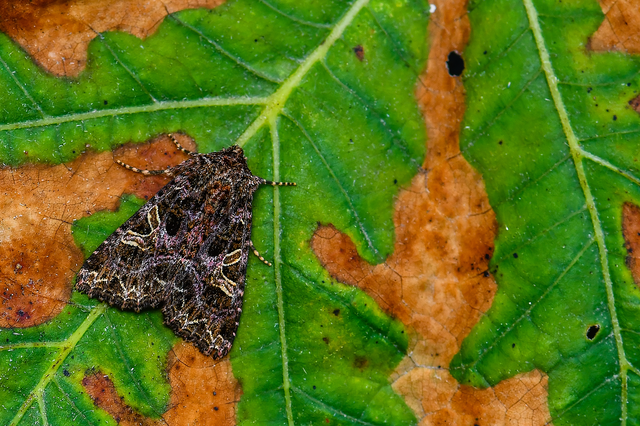 Sideridis rivularis - vörhenyes szegfűbagoly