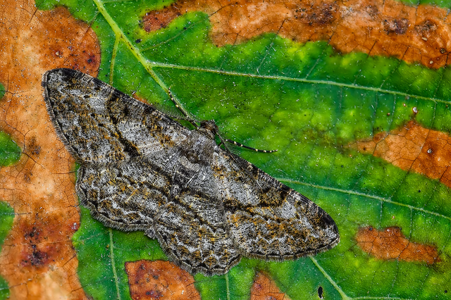 Peribatodes rhomboidaria - ékköves faaraszoló