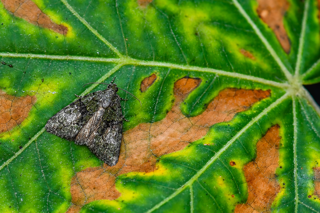 Cryphia algae - sárgászöld zuzmóbagoly