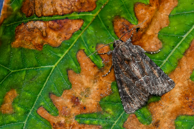 Thalpophila matura - fakó erdeibagoly