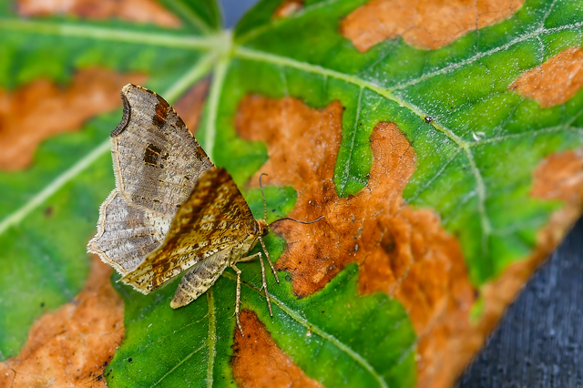 Macaria alternata - közönséges szürkearaszoló
