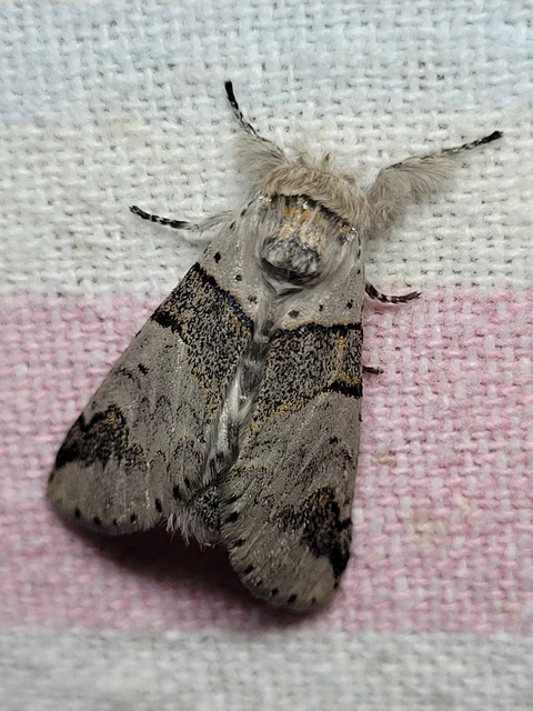 Furcula bifida - kis púposszövő