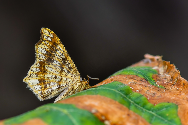 Macaria alternata - közönséges szürkearaszoló