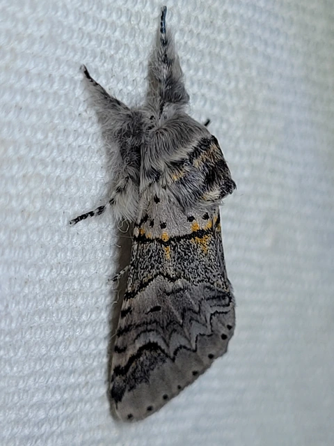 Furcula bifida - kis púposszövő
