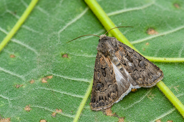 Agrotis bigramma - kétjegyű földibagoly
