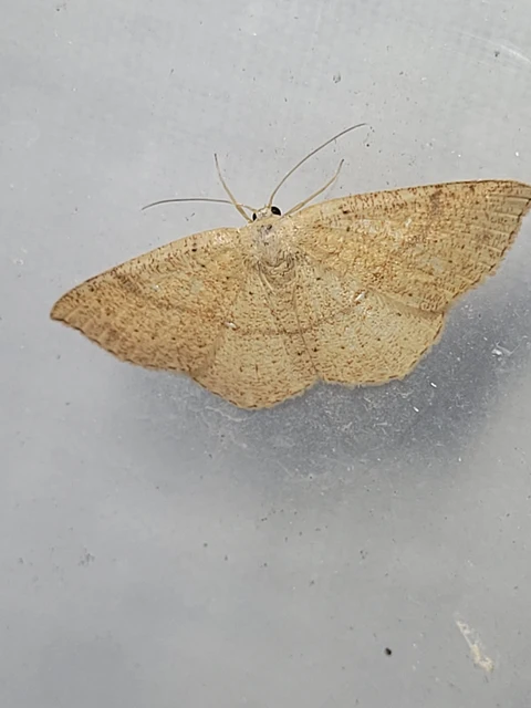 Cyclophora ruficiliaria - vörösrojtú pettyesaraszoló