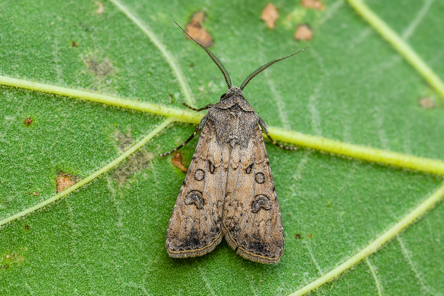 Agrotis segetum - vetési földibagoly