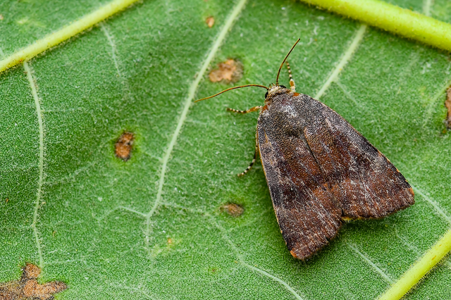 Noctua janthe/janthina