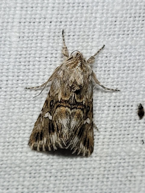 Calophasia lunula - gyújtoványfű-apróbagoly