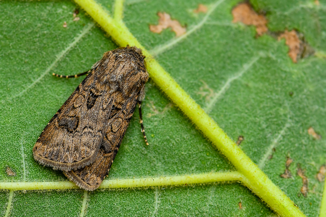 Agrotis bigramma - kétjegyű földibagoly