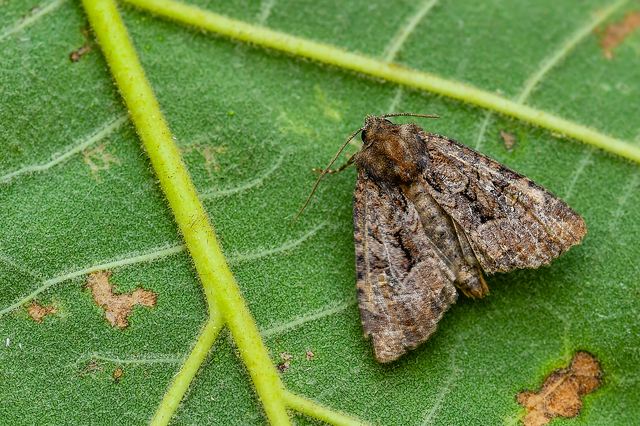 Mesapamea secalella/secalis
