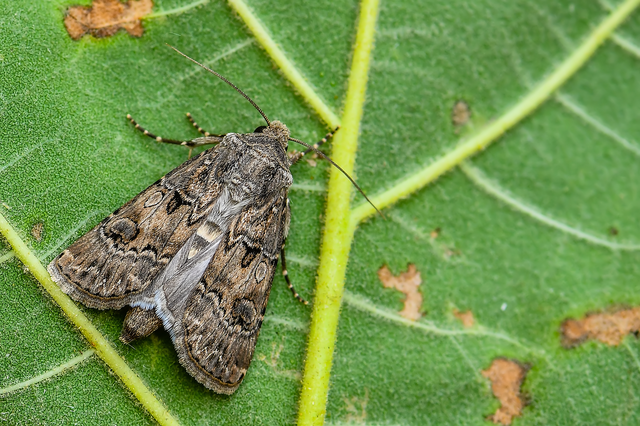 Agrotis bigramma - kétjegyű földibagoly