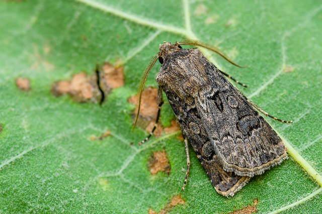 Agrotis bigramma - kétjegyű földibagoly