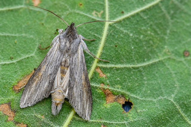 Cucullia umbratica - közönséges csuklyásbagoly