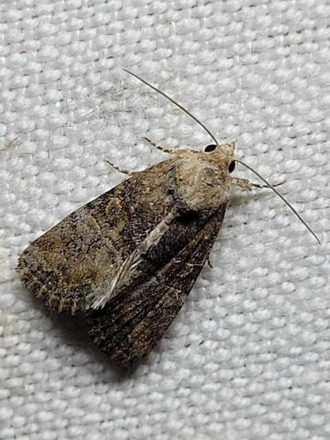 Mesoligia furuncula - kétszínű dudvabagoly