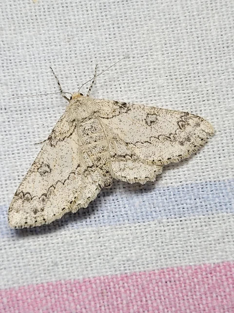 Ascotis selenaria - holdas faaraszoló