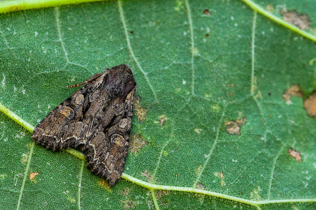 Lacanobia thalassina - borbolya-kertibagoly
