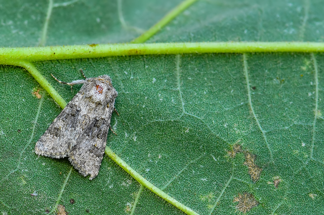 Hecatera dysodea - parajbagoly