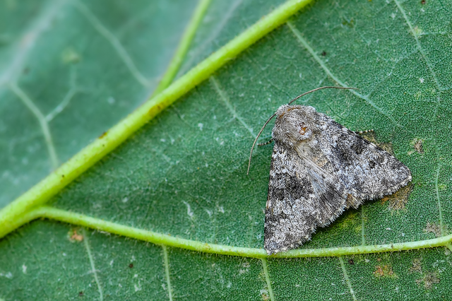 Hecatera dysodea - parajbagoly
