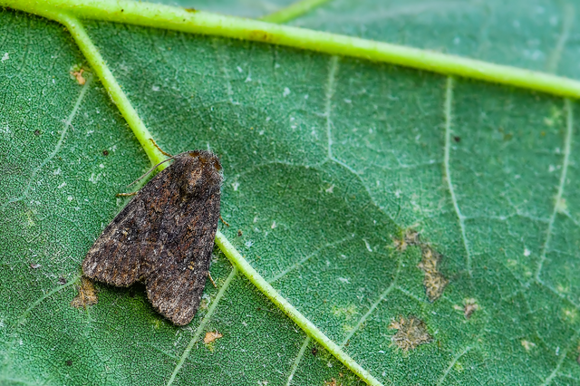 Mesapamea secalella/secalis