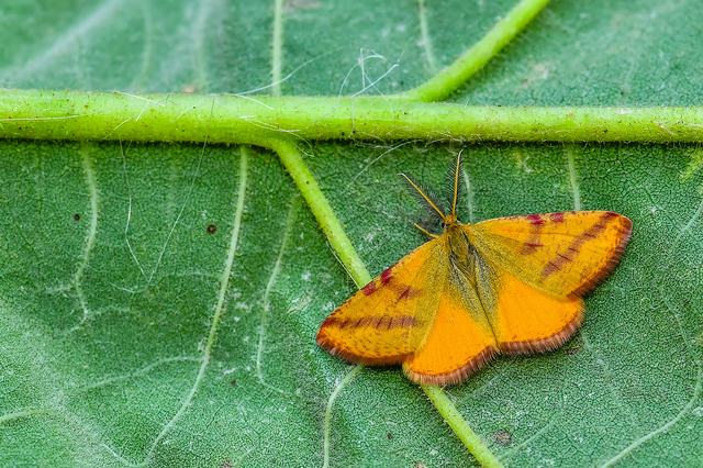 Lythria purpuraria - bíborsávos araszoló