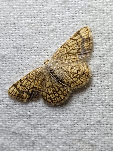 Stegania dilectaria - fehérnyár-araszoló