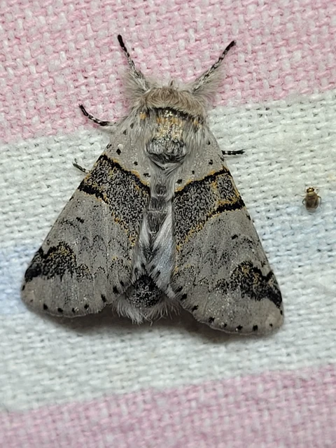 Furcula bifida - kis púposszövő