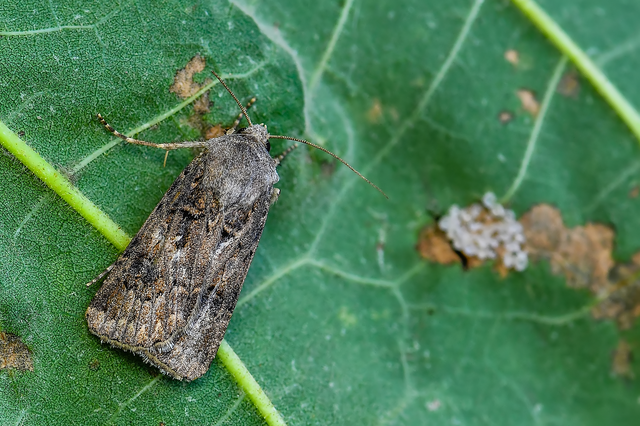 Agrotis bigramma - kétjegyű földibagoly