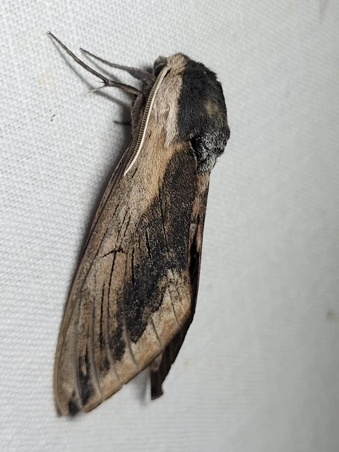 Sphinx ligustri - fagyalszender