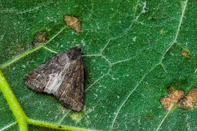 Athetis gluteosa - nyugtalan lápibagoly