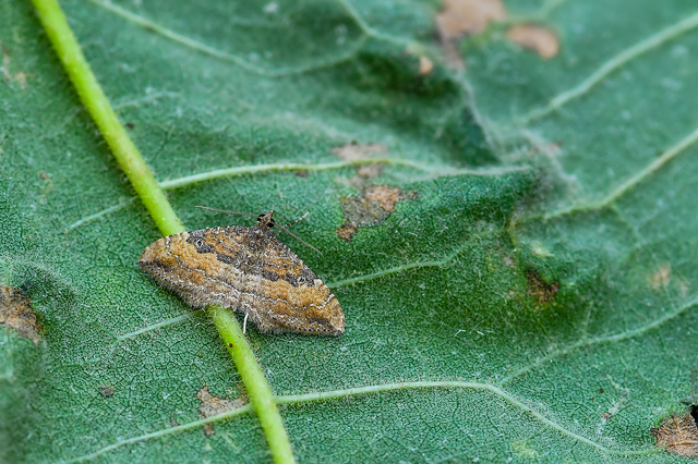 Orthonama obstipata - vándoraraszoló