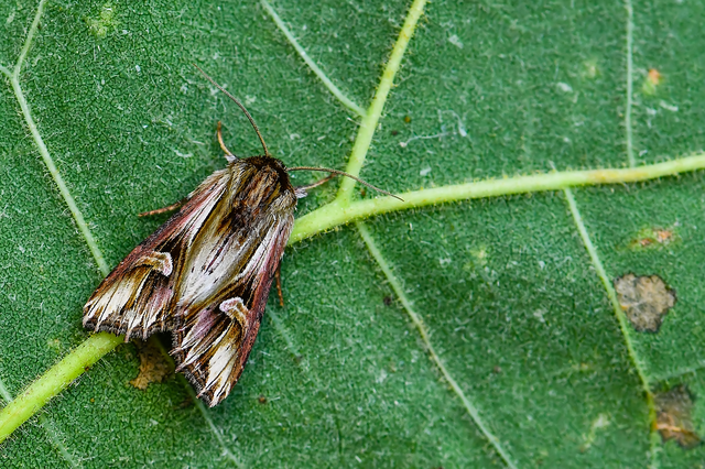 Actinotia polyodon - nagy sugarasbagoly